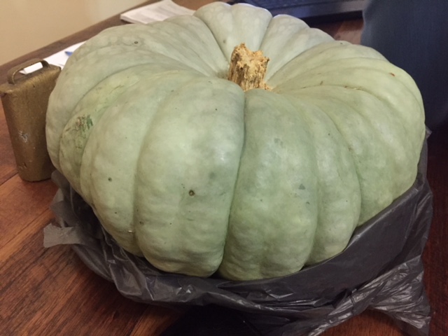 BvRShieldPumpkin