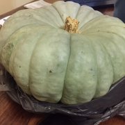 BvRShieldPumpkin  Pumpkin of Honour courtesy of Ken
